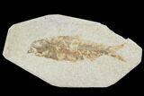 Bargain, Fossil Fish (Knightia) - Wyoming #88562-1